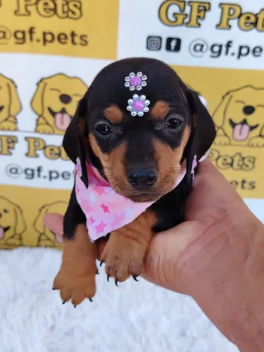 Teckel salsicha dachshund macho e fêmea 