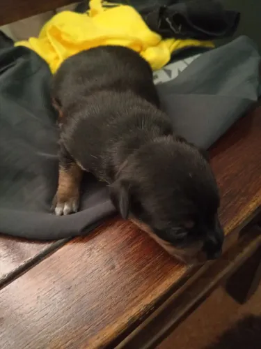 Pinscher 1 fêmea