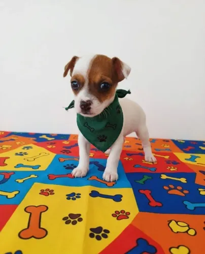 Pinscher Pequeninos Encantadores