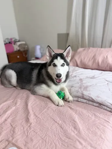 Husky siberiano 6 meses a venda