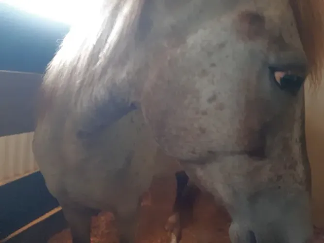 Cavalo