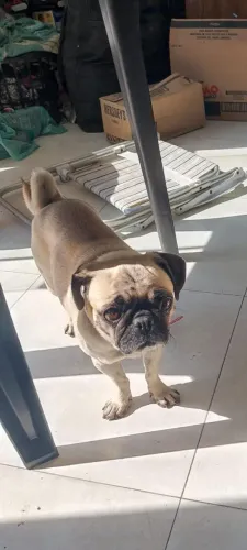 Pug fêmea  3 a 4 anos reprodutora pode estar prenha foi colocada pra namorar a 20 dias 
