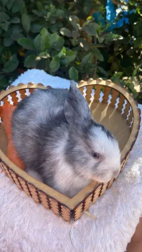 Coelho Mini Lop