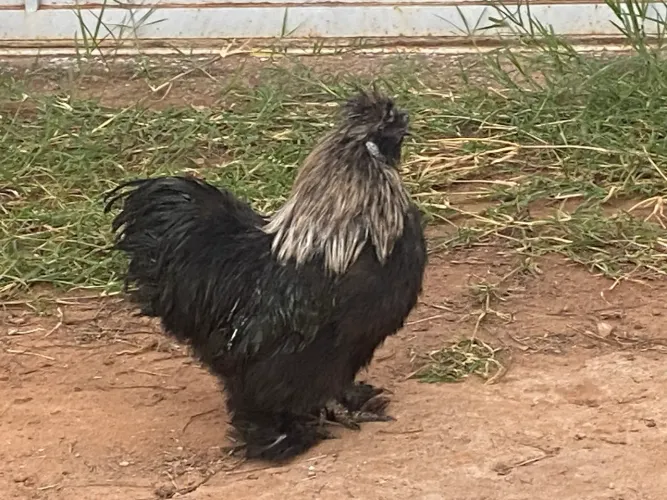 Galo sedoso ornamental de raça exótico