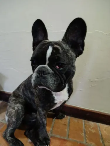 Buldogue francês 