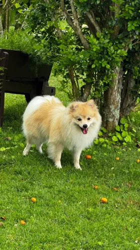 Spitz Alemão macho para cruzar