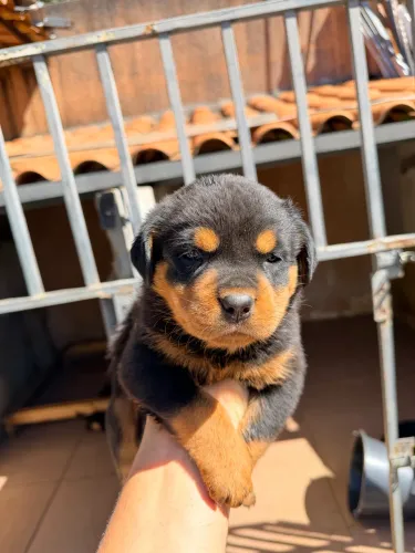 Filhotes de rottweiler puro. Genética excelente 