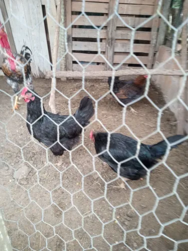 Galinhas caipira.