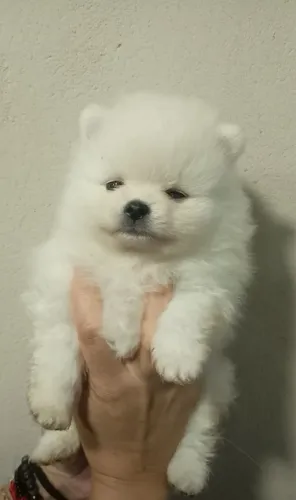 Lulu da Pomerania variados preços e cores