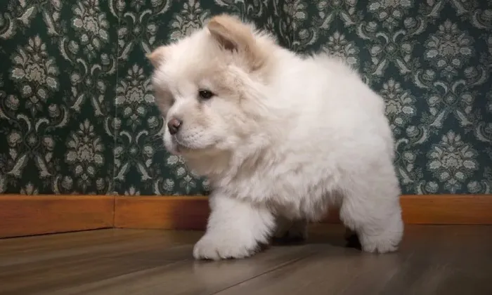 Chow Chow Seu novo parceiro de dias calmos chegou