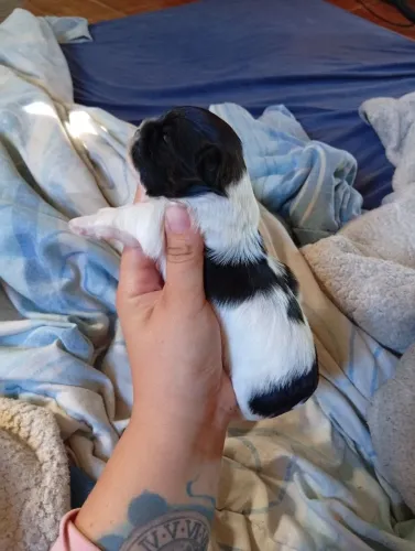 Mini Shitzu femia e macho 