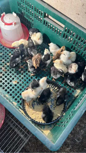 Pintinhos