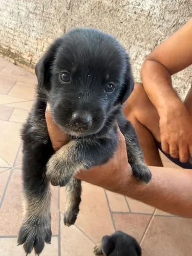 Cachorros