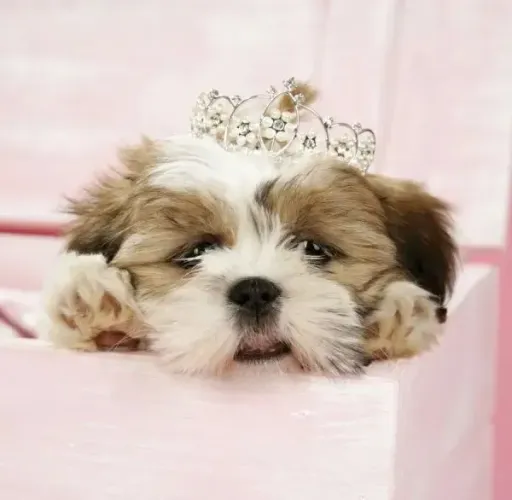 Filhotinhos de shih tzu a pronta entrega 
