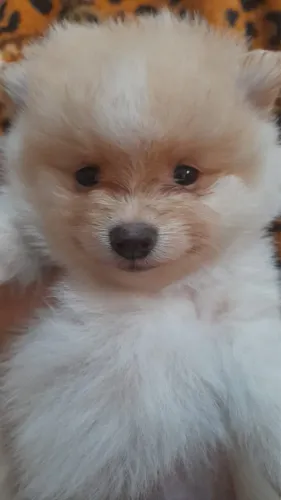 Lulu da pomeranea 60 dias vacinada 