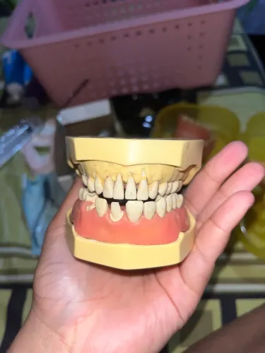 Manequim odontológico 