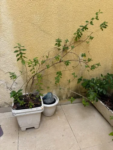 Vaso com Erva cidreira linda e cheirosa planta