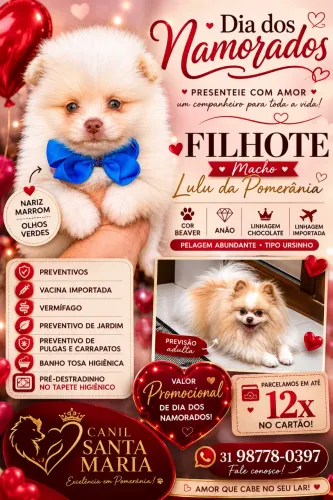 Filhotes linhagem exótica chocolate 
