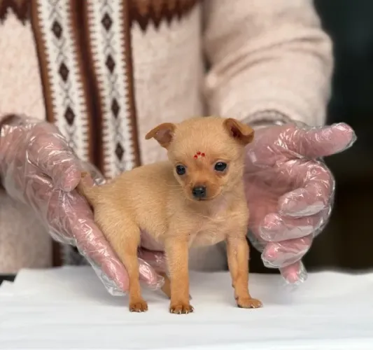 Pinscher Miniatura (Zero e 1): Filhotes saudáveis com garantia em contrato.