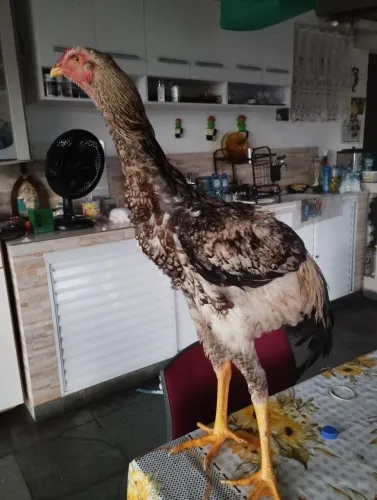 Frango índio gigante 5 meses 1:5 MT só 300,00