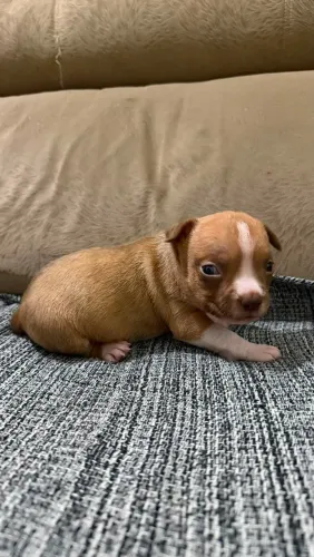 cachorrinhos