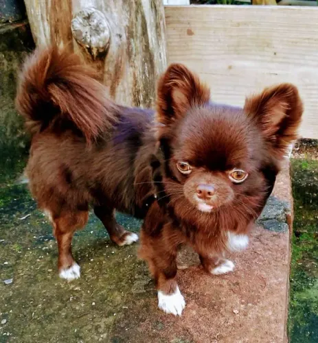 Chihuahua macho
