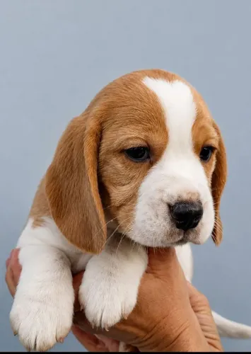 Filhote de beagle