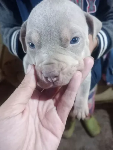 filhotinho Pit moster trilalak macho com 30 dias