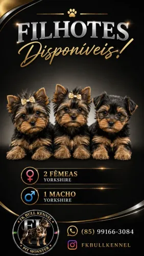 Filhotes de yorkshire