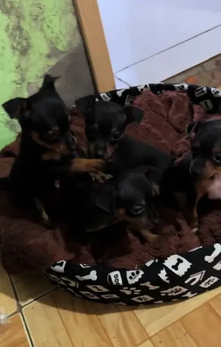 Filhote de pinscher 