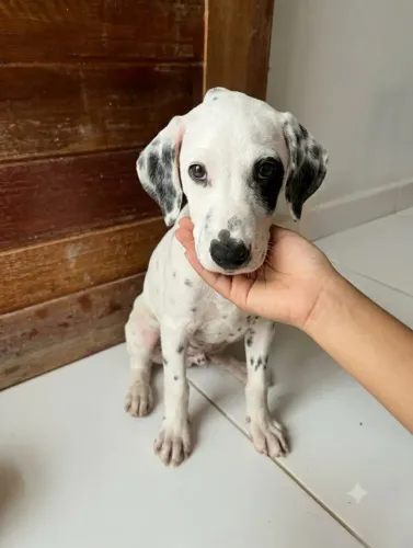 Filhote de Dálmata mestiço com srd