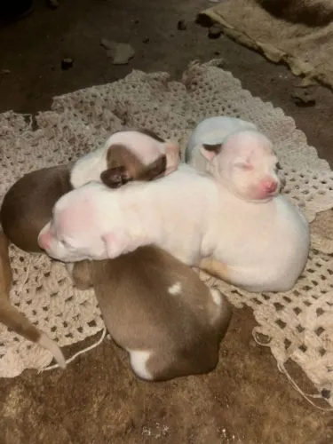vende filhotes de red nose puro sangue?