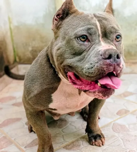 American Bully Fêmea POCKET com PEDIGREE 