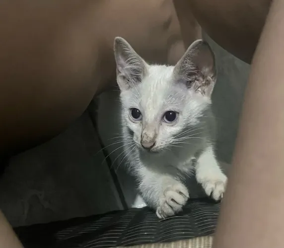 Gatinha para doação 