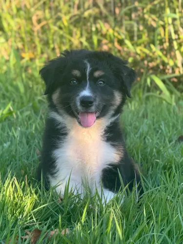 Australian Shepherd -Pastor Australiano 