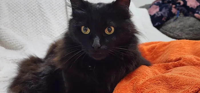 Adoção gatinho