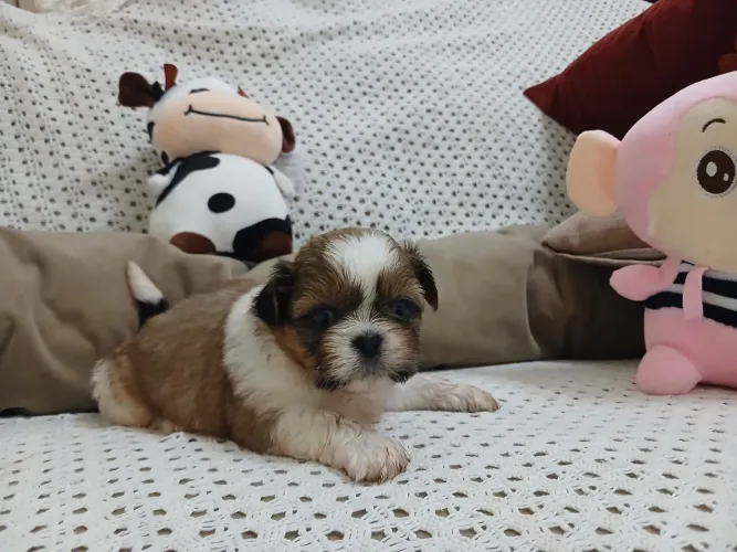 Shih Tzu Macho