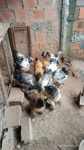 Frangos e frangas brahmas