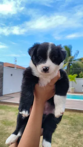 Filhotes Border Collie 