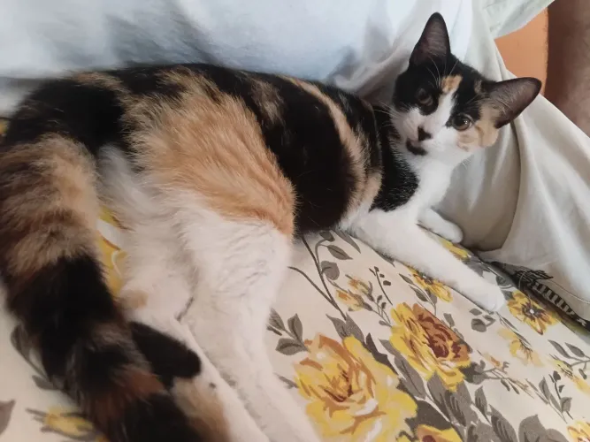 Mais fotos de linda gatinha Tricolor