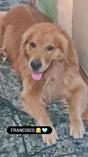 Golden Retriever disponível para venda 