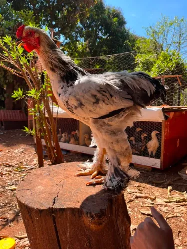 Frango Brahma Light
