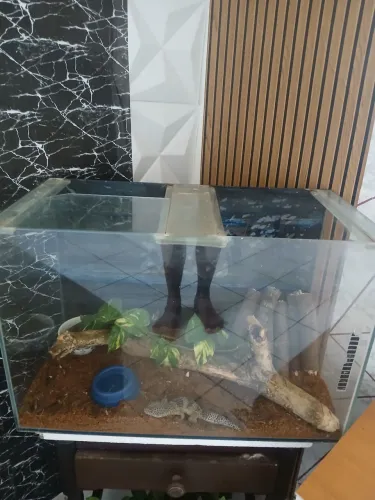 Terrario disponível