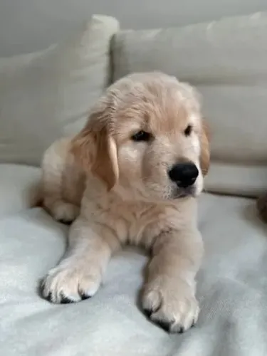 Adoção responsavel cachorro golden