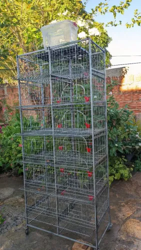 Gaiola codorna cordornão 12 lugares (Bateria)