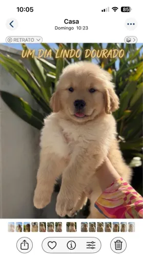 Cães