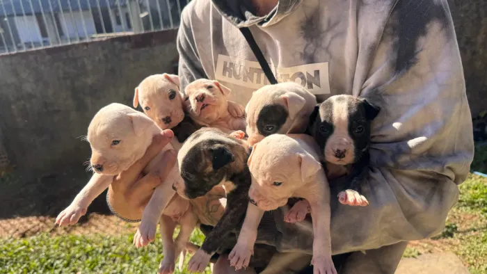 Filhotes disponíveis - Cruza de Dogo Argentino com Pitbull