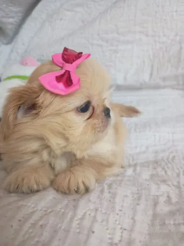 Fêmea Shihtzu baby