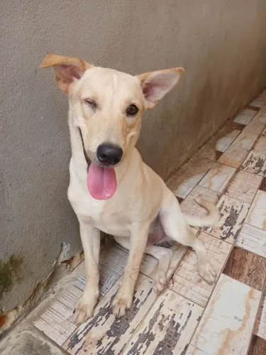 Dogs para adoção