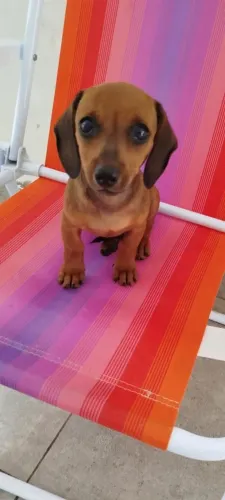 DACHSHUND salsichinha cofap FÊMEA